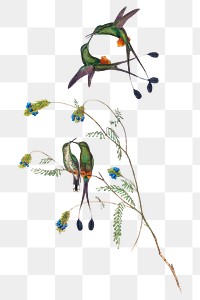 Hummingbirds png animal art print, remixed from artworks by John Gould and Henry Constantine Richter