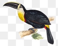 Toucan png animal art print, remixed from artworks by John Gould