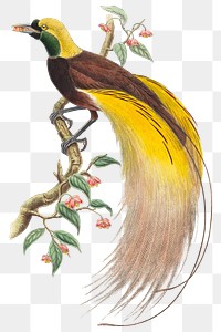 Bird of Paradise png animal art print, remixed from artworks by John Gould and William Matthew Hart