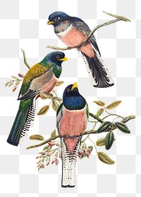 Trogon bird png animal art print, remixed from artworks by John Gould and William Matthew Hart