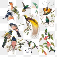 Vintage bird png animal art print set, remixed from public domain collection