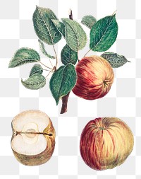 Red apples png with leaves art print, remixed from artworks by Henri-Louis Duhamel du Monceau