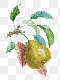 Pear png with leaves art print, remixed from artworks by Henri-Louis Duhamel du Monceau