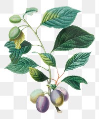 Prunes png with leaves art print, remixed from artworks by Henri-Louis Duhamel du Monceau