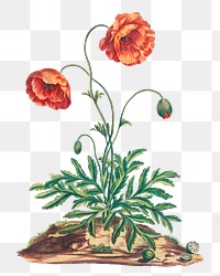 Poppy png floral design element, remixed from artworks by John Edwards