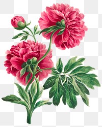 Pink peony png floral design element, remixed from artworks by John Edwards