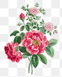 Pink rose png floral design element, remixed from artworks by John Edwards