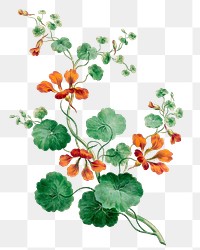 Nasturtium png floral design element, remixed from artworks by John Edwards