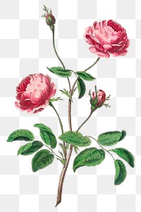 Pink rose png floral design element, remixed from artworks by John Edwards