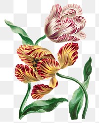 Tulips png floral design element, remixed from artworks by John Edwards