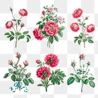 Flower png design element set, remixed from artworks by John Edwards