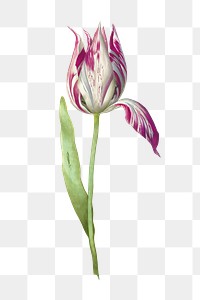 Single tulip flower botanical illustration transparent png