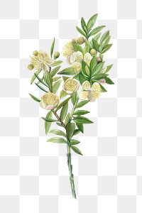 Myrtle branch botanical illustration transparent png