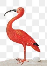 Scarlet ibis bird with an egg vintage illustration transparent png