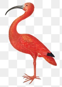 Scarlet ibis bird vintage illustration transparent png