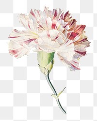 Blooming carnation design element