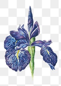 Blooming iris flower desing element