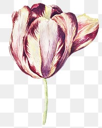 Blooming tulip design element