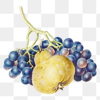 A bunch of grapes and pear design elements