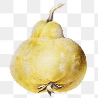 Ripe yellow pear design element