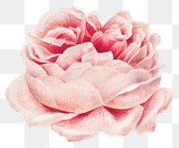 Blooming pink rose flower design element