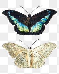 Vintage butterfly design element