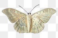 Vintage white butterfly design element