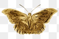 Gold butterfly design element