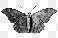 Monoto butterfly design element