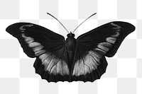 Monotone butterfly design element