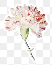 Carnation flower sticker with white border design element