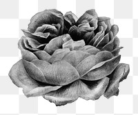 Black and white blooming rose design element