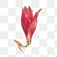 Amaryllis flower sticker with white border design element