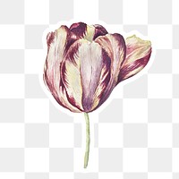 Tulip flower sticker with white border design element
