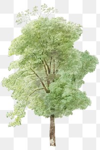 Hand drawn watercolor green tall tree design element