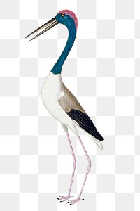 Black-necked stork vintage illustration transparent png