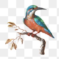 IJsvogel (Common Kingfisher) transparent png transparent png