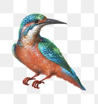 IJsvogel (Common Kingfisher) transparent png