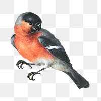 Goudvink (Eurasian Bullfinch) transparent png