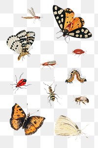 Vintage Butterfly and insect set<br />illustration transparent png