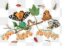 Vintage Insects and Fruits illustration transparent png