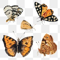 Vintage Butterfly set illustration transparent png