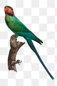 Png exotic blossom headed parakeet illustration 