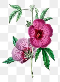 Vintage purple hibiscus flower png illustration floral drawing