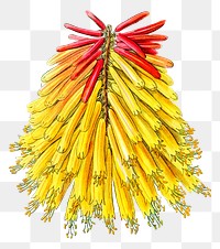 Tritoma flower png botanical illustration