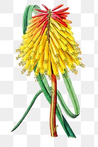 Vintage tritoma flower png blooming illustration