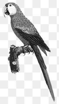 Araracanga macao bird png black and white illustration 
