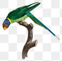 Plum headed parakeet png bird 