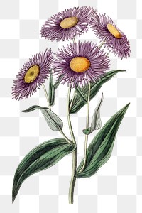 Vintage stenactis flower png blooming illustration