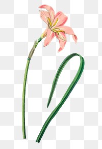 Blooming pink zephyranthes png hand drawn floral illustration